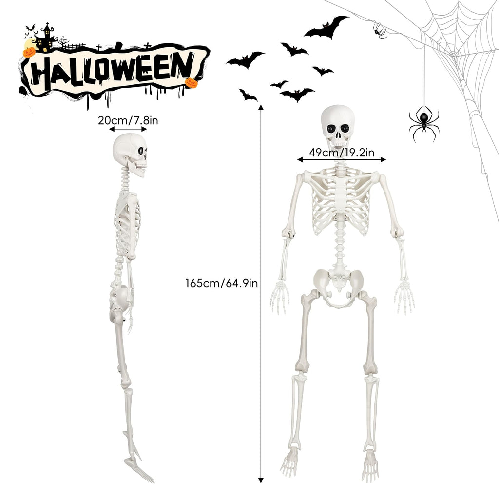 Poseable Life Size Skeleton Z4671