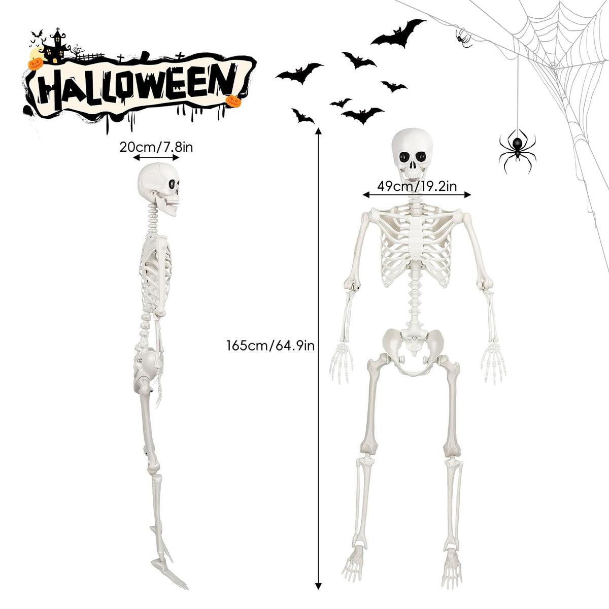 Poseable Life Size Skeleton Z4671