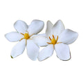 White Gardenia Plant 3 Feet Tall B7198
