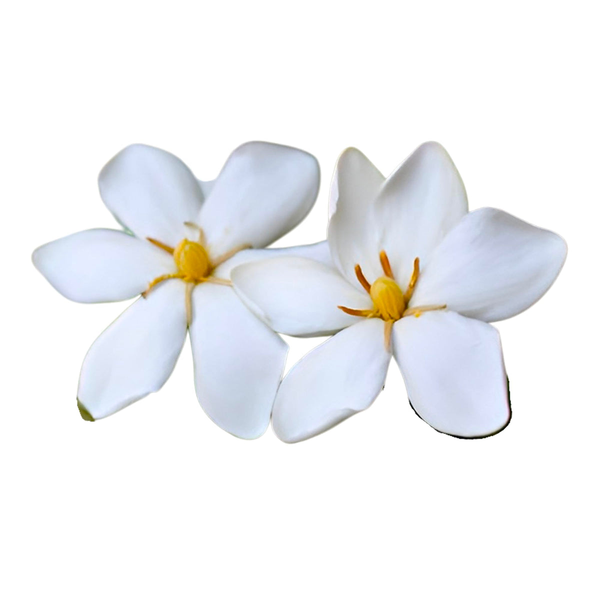 White Gardenia Plant 3 Feet Tall B7198