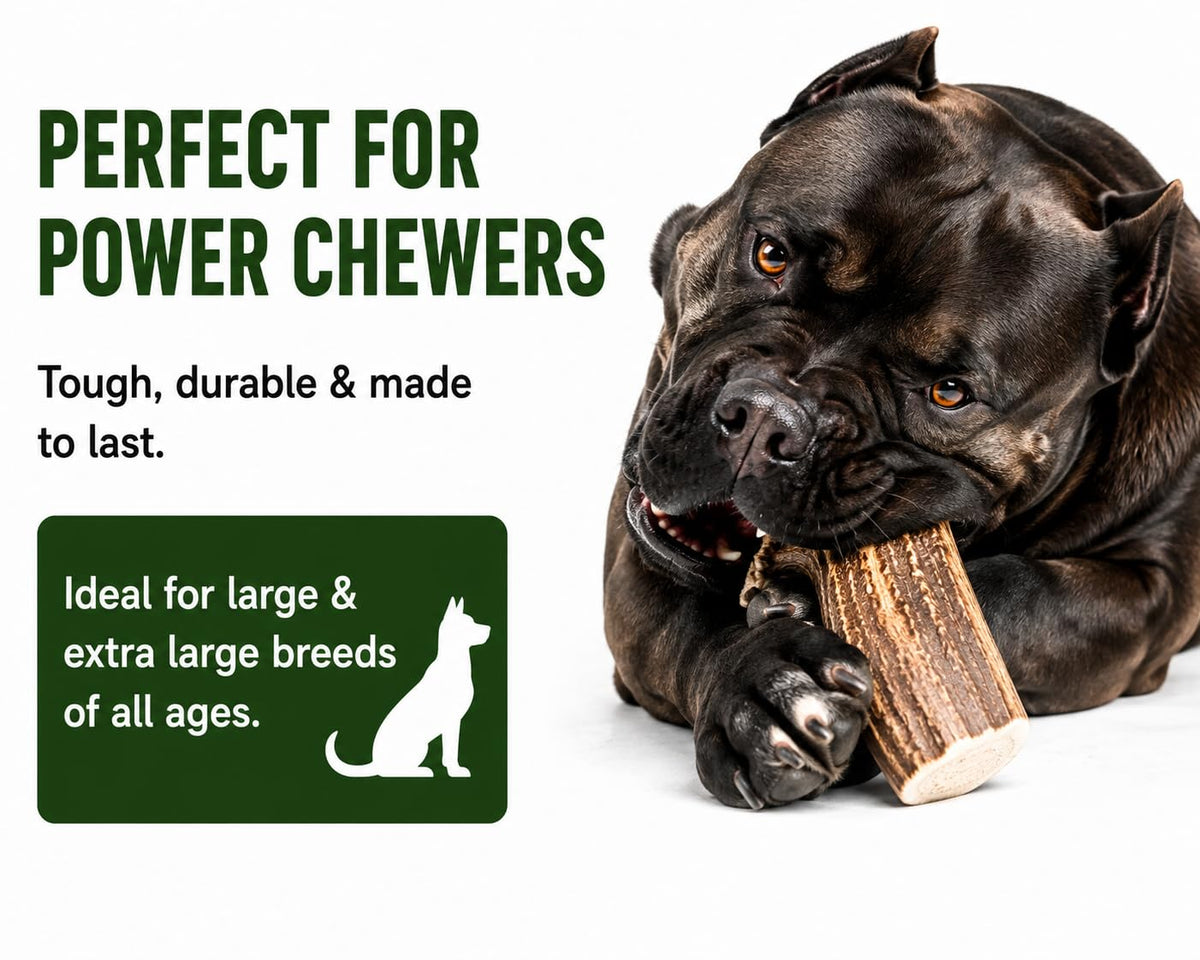 Deer Antler Dog Chews One Pound H546