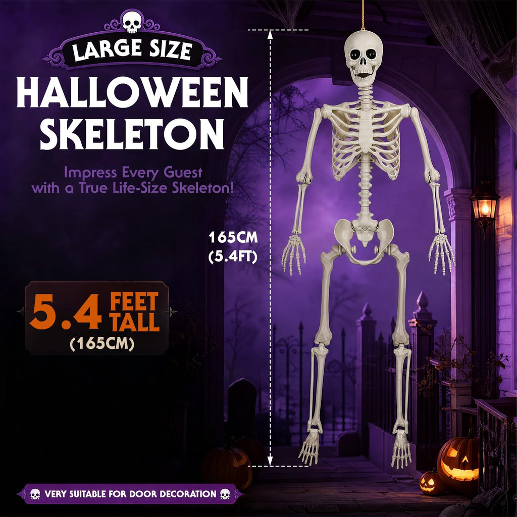 Poseable Life Size Skeleton Z4671