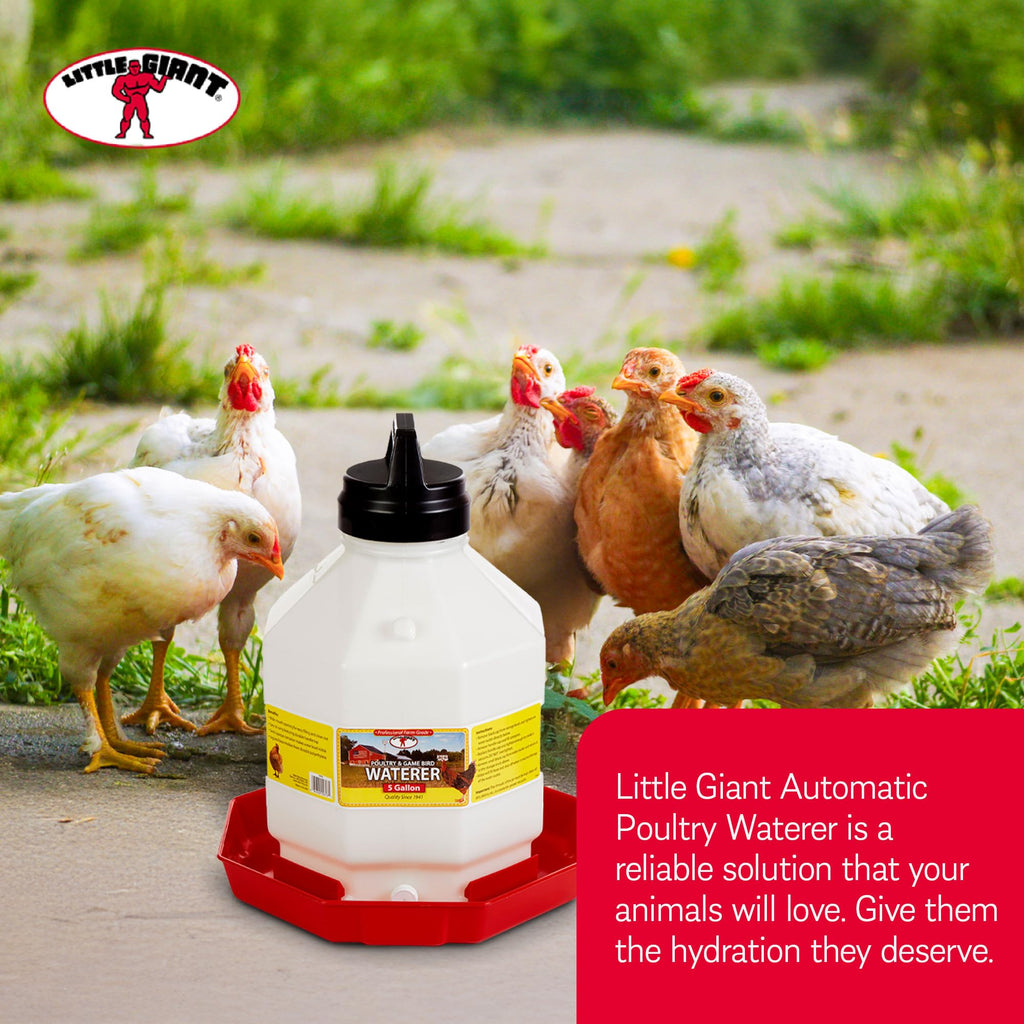 5 Gallon Hanging Automatic Poultry Waterer Dispenser, 2-Pack T880252