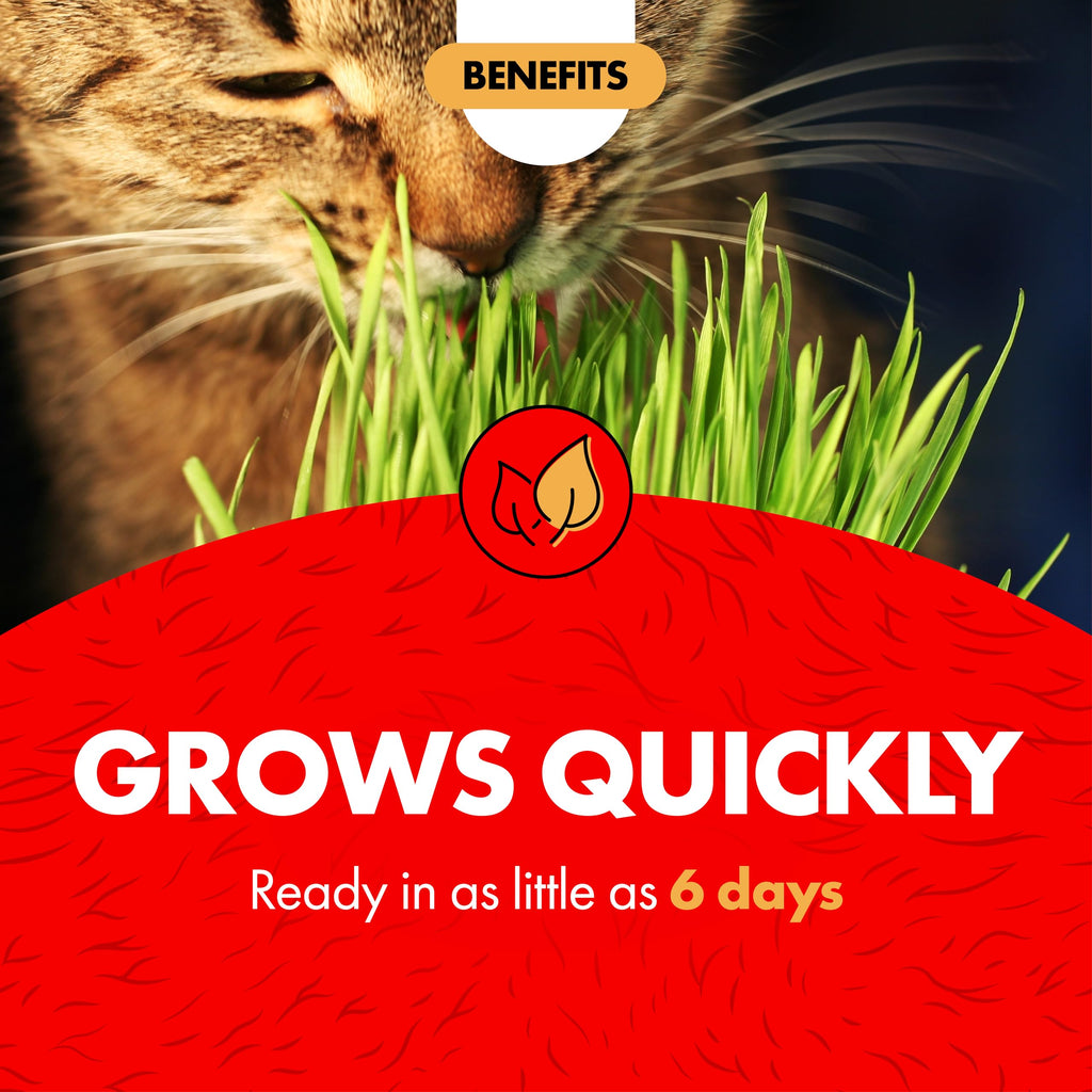 Cat Grass Kit J89523