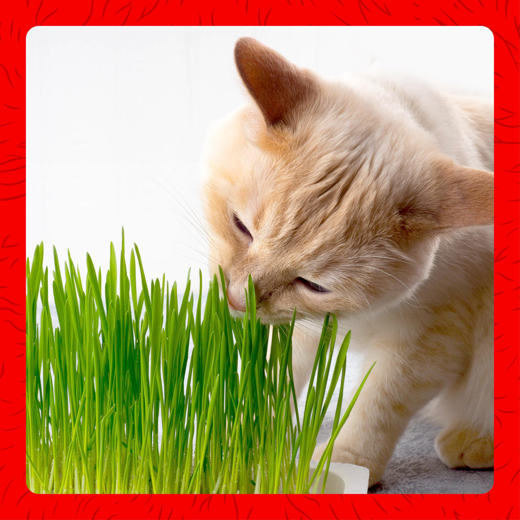 Cat Grass Kit J89523